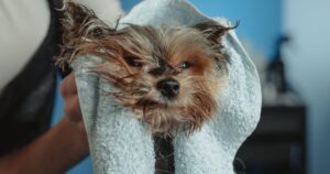 Read more about the article Best Dog Towel – The Ultimate Guide to Choosing the Perfect Dog Towels for Your Furry Friend